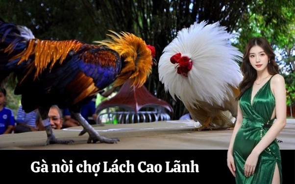 Đặc điểm và giá trị của giống gà nòi chợ Lách